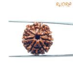 7 Mukhi Nepal Rudraksha (21.69Mm)