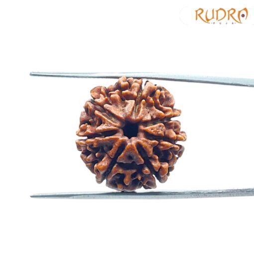 7 Mukhi Nepal Rudraksha (21.69Mm) - Image 3