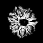 7-Mukhi-Nepal-Rudraksha-21.69Mm-X-Ray.jpg