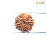 7-Mukhi-Nepal-Rudraksha-21.71Mm-Bp-C.jpg
