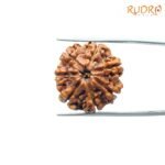 7-Mukhi-Nepal-Rudraksha-21.71MM-FP-C.jpg