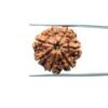7-Mukhi-Nepal-Rudraksha-21.71Mm-Mp-C.jpg