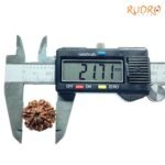 7-Mukhi-Nepal-Rudraksha-21.71Mm-Op-C.jpg