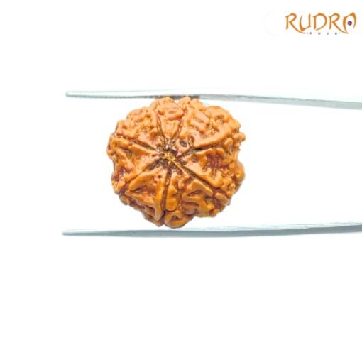 7-Mukhi-Nepal-Rudraksha-21.75Mm-Bp-C.jpg