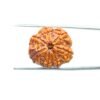 7-Mukhi-Nepal-Rudraksha-21.75Mm-Mp-C.jpg