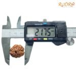 7-Mukhi-Nepal-Rudraksha-21.75Mm-Opc.jpg