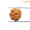 7 Mukhi Nepal Rudraksha (21.75Mm) 14 7-Mukhi-Nepal-Rudraksha-21.75Mm-Sp-C.jpg