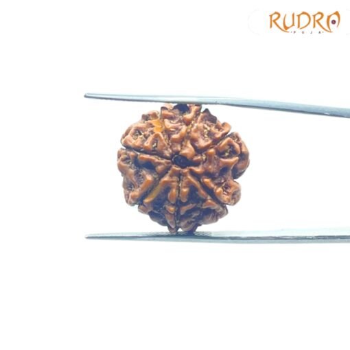 7-Mukhi-Nepal-Rudraksha-21.76Mm-Fp-C.jpg