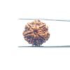 7-Mukhi-Nepal-Rudraksha-21.76Mm-Mp-C.jpg