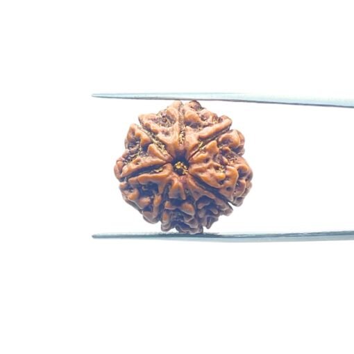 7-Mukhi-Nepal-Rudraksha-21.76Mm-Mp-C.jpg
