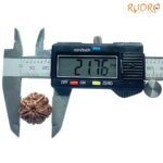 7-Mukhi-Nepal-Rudraksha-21.76Mm-Op-C.jpg