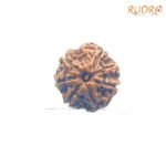 7-Mukhi-Nepal-Rudraksha-21.76Mm-Rp-C.jpg