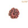 7 Mukhi Nepal Rudraksha (21.78Mm) 13 7-Mukhi-Nepal-Rudraksha-21.78Mm-Fp-C.jpg