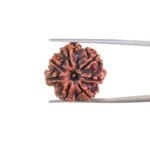7-Mukhi-Nepal-Rudraksha-21.78MM-MP-C.jpg