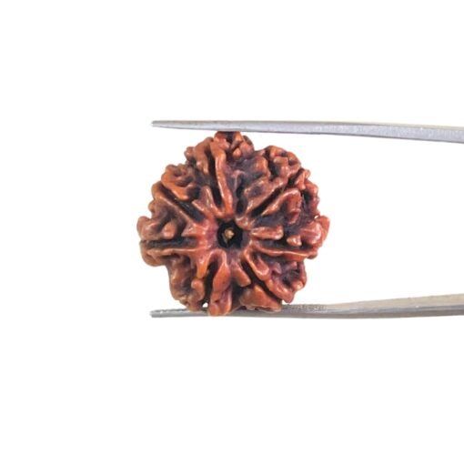 7-Mukhi-Nepal-Rudraksha-21.78Mm-Mp-C.jpg
