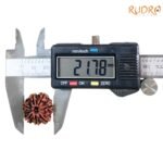 7-Mukhi-Nepal-Rudraksha-21.78Mm-Op-C.jpg