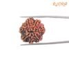7 Mukhi Nepal Rudraksha (21.78Mm) 14 7-Mukhi-Nepal-Rudraksha-21.78Mmbp-C.jpg