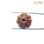 7-Mukhi-Nepal-Rudraksha-21.90MM-FP-C.jpg