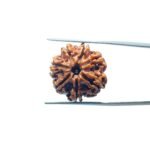 7-Mukhi-Nepal-Rudraksha-21.90MM-MP-C.jpg