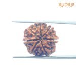 7-Mukhi-Nepal-Rudraksha-22.00Mm-Bp-C.jpg May 21, 2025