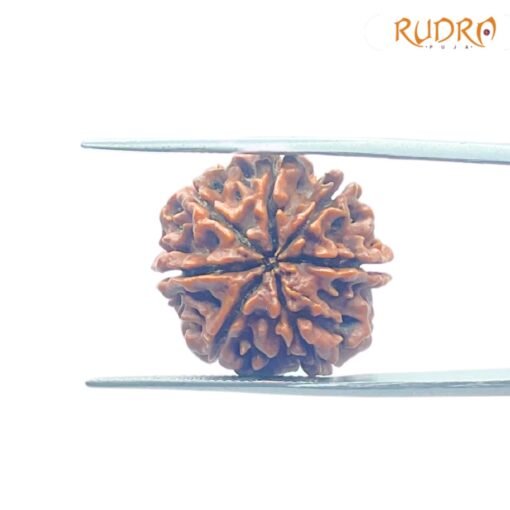 7-Mukhi-Nepal-Rudraksha-22.00Mm-Bp-C.jpg May 21, 2025