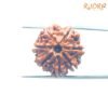 7 Mukhi Nepal Rudraksha (22.00Mm) 13 7-Mukhi-Nepal-Rudraksha-22.00Mm-Fp-C.jpg