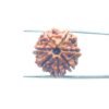 7-Mukhi-Nepal-Rudraksha-22.00Mm-Mp-C.jpg