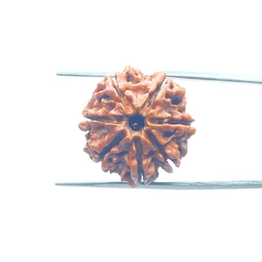 7-Mukhi-Nepal-Rudraksha-22.00Mm-Mp-C.jpg