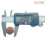 7-Mukhi-Nepal-Rudraksha-22.00Mm-Op-C.jpg