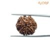 7 Mukhi Nepal Rudraksha (22.06Mm) 14 7-Mukhi-Nepal-Rudraksha-22.06Mm-Bp-C.jpg
