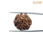 7-Mukhi-Nepal-Rudraksha-22.06Mm-Bp-C.jpg