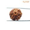 7 Mukhi Nepal Rudraksha (22.06Mm) 13 7-Mukhi-Nepal-Rudraksha-22.06Mm-Fp-C.jpg