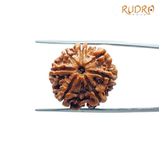 7-Mukhi-Nepal-Rudraksha-22.06Mm-Fp-C.jpg