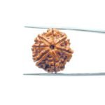 7-Mukhi-Nepal-Rudraksha-22.06MM-MP-C.jpg