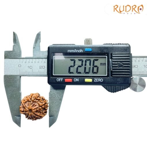 7-Mukhi-Nepal-Rudraksha-22.06Mm-Op-C.jpg