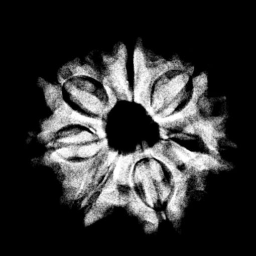 7-Mukhi-Nepal-Rudraksha-22.08Mm.jpg
