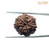 7 Mukhi Nepal Rudraksha (22.08Mm) 13 7-Mukhi-Nepal-Rudraksha-22.08Mm-Bp-C.jpg