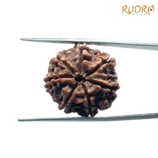7-Mukhi-Nepal-Rudraksha-22.08Mm-Bp-C.jpg