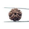 7-Mukhi-Nepal-Rudraksha-22.08Mm-Fp-C.jpg