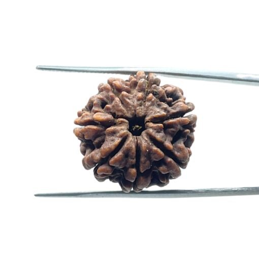 7-Mukhi-Nepal-Rudraksha-22.08Mm-Fp-C.jpg