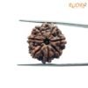 7 Mukhi Nepal Rudraksha (22.08Mm) 14 7-Mukhi-Nepal-Rudraksha-22.08Mm-Fp-X.jpg
