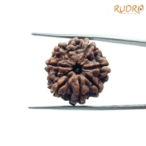 7-Mukhi-Nepal-Rudraksha-22.08Mm-Fp-X.jpg
