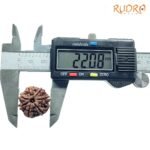 7-Mukhi-Nepal-Rudraksha-22.08Mm-Op-C.jpg
