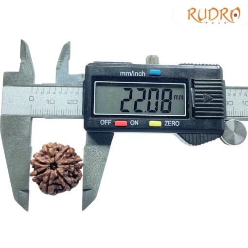 7-Mukhi-Nepal-Rudraksha-22.08Mm-Op-C.jpg