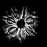 7-Mukhi-Nepal-Rudraksha-22.11Mm.jpg