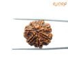 7 Mukhi Nepal Rudraksha (22.11Mm) 13 7-Mukhi-Nepal-Rudraksha-22.11Mm-Bp-C.jpg