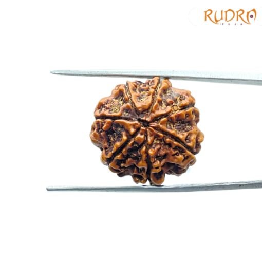 7-Mukhi-Nepal-Rudraksha-22.11Mm-Bp-C.jpg
