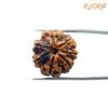 7 Mukhi Nepal Rudraksha (22.11Mm) 14 7-Mukhi-Nepal-Rudraksha-22.11Mm-Fp-C.jpg