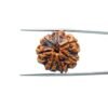 7-Mukhi-Nepal-Rudraksha-22.11Mm-Mp-C.jpg