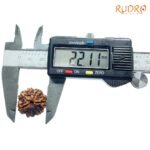 7-Mukhi-Nepal-Rudraksha-22.11Mm-Op-C.jpg